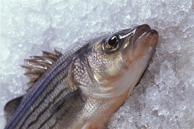 魚の正しい冷凍保存方法